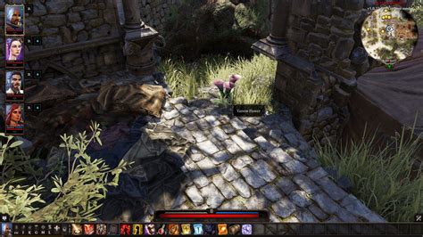 divinity 2 yarrow flower|divinity 2 unusually large yarrow.